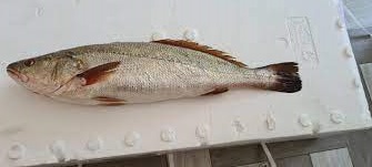 Grilled Fish Miskar